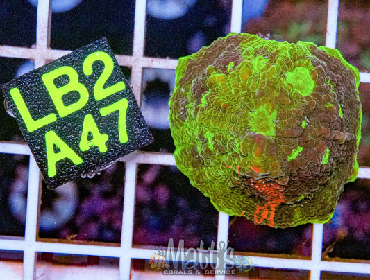 Ultra Coral Frag 3+ Color’s “WYSIWYG”