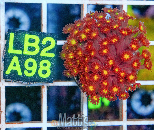 Time Warp Short Polyp Goni “WYSIWYG”
