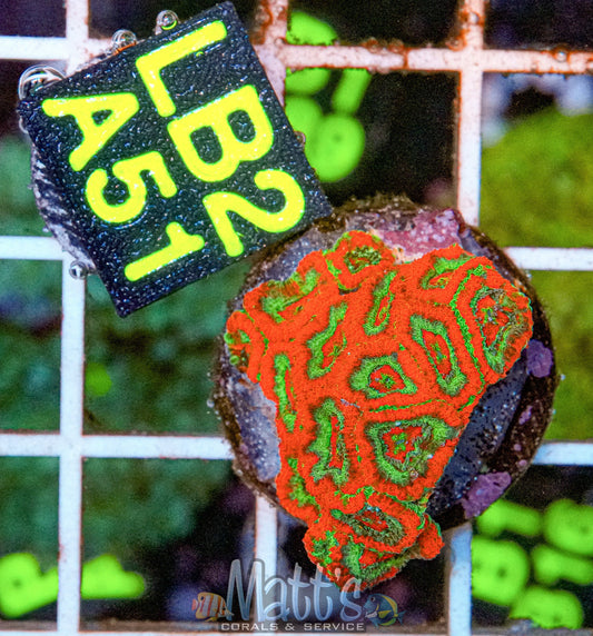 Acan Lord “WYSIWYG”