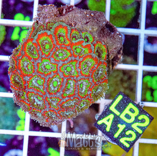 Holy Grail Micromussa “WYSIWYG”