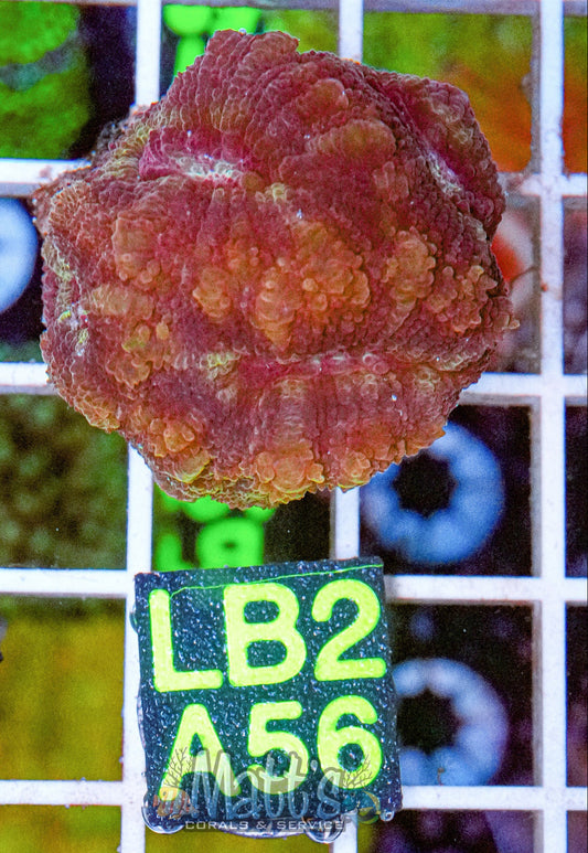 Blossom Favia “WYSIWYG”