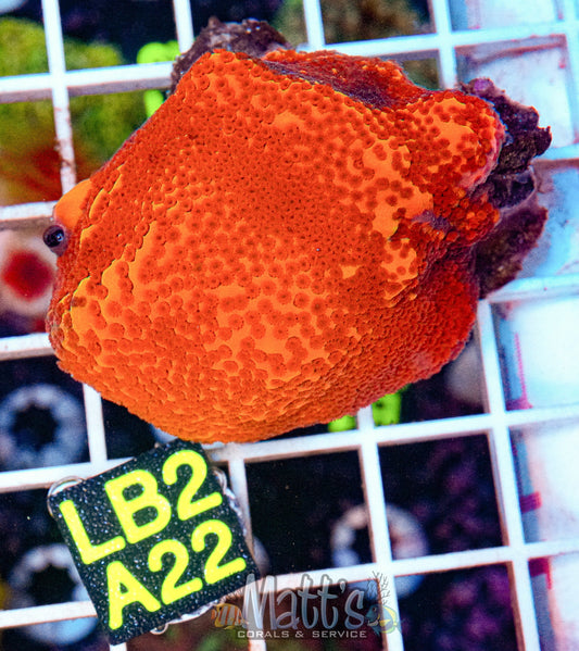 Orange/Red Monti “WYSIWYG”