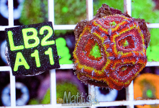 Rainbow Acan “WYSIWYG”
