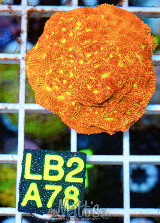 Jack-O-Lantern Leptoseris “WYSIWYG”