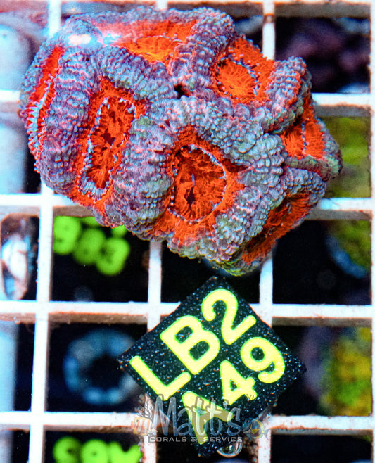 Ultra Acan Lord “WYSIWYG”