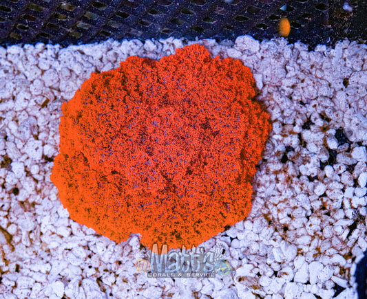 3-4" RED Fire Anemone