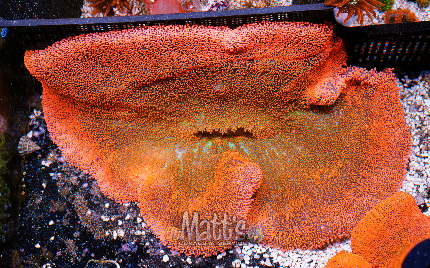 10-12 Red/Rainbow Haddoni