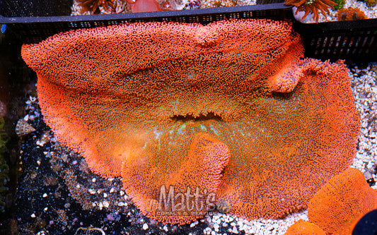 10-12 Red/Rainbow Haddoni