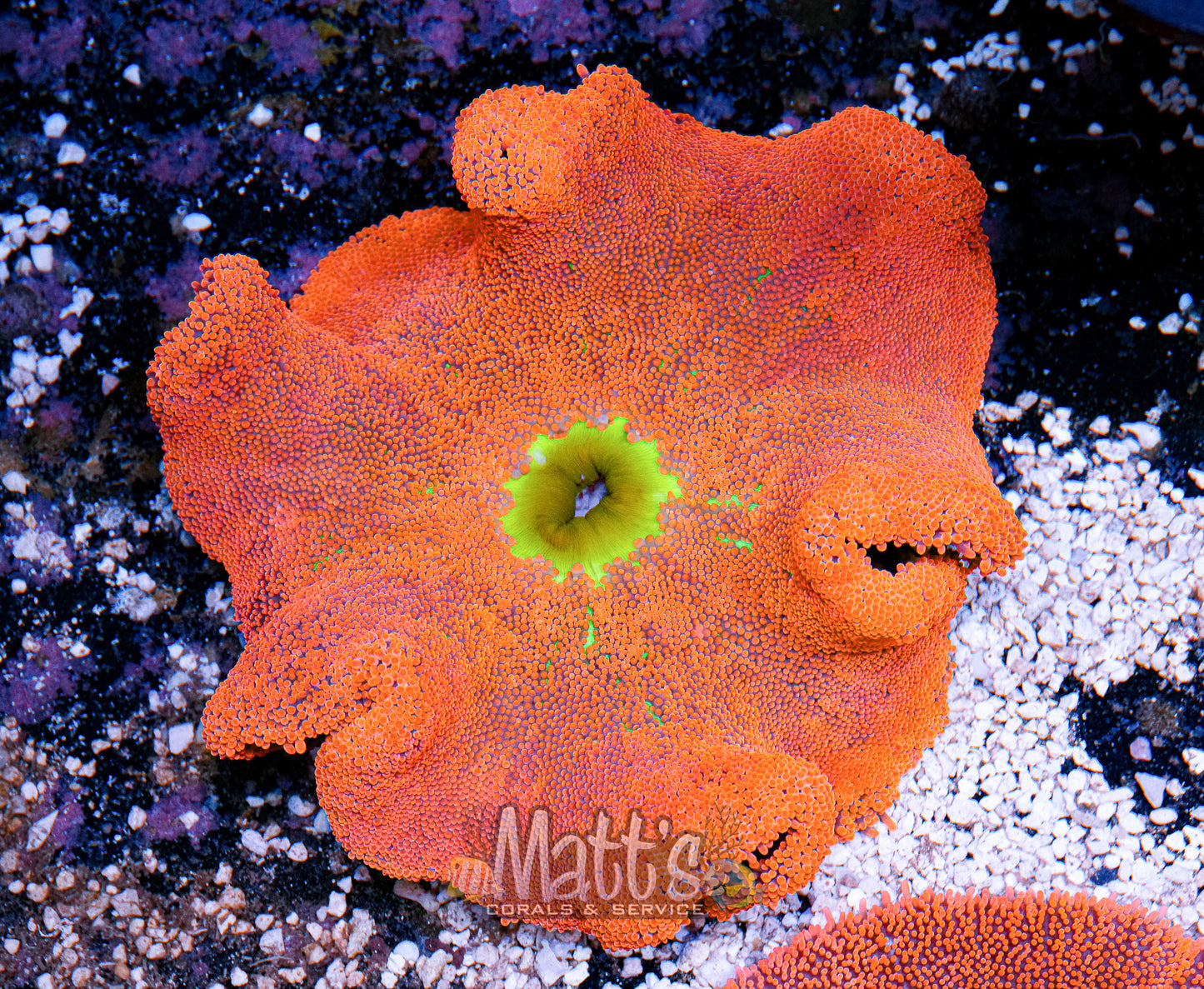 8-10" Red/Rainbow Haddoni
