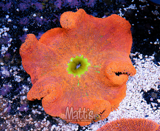 8-10" Red/Rainbow Haddoni