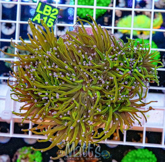 Indo Gold Torch “WYSIWYG”
