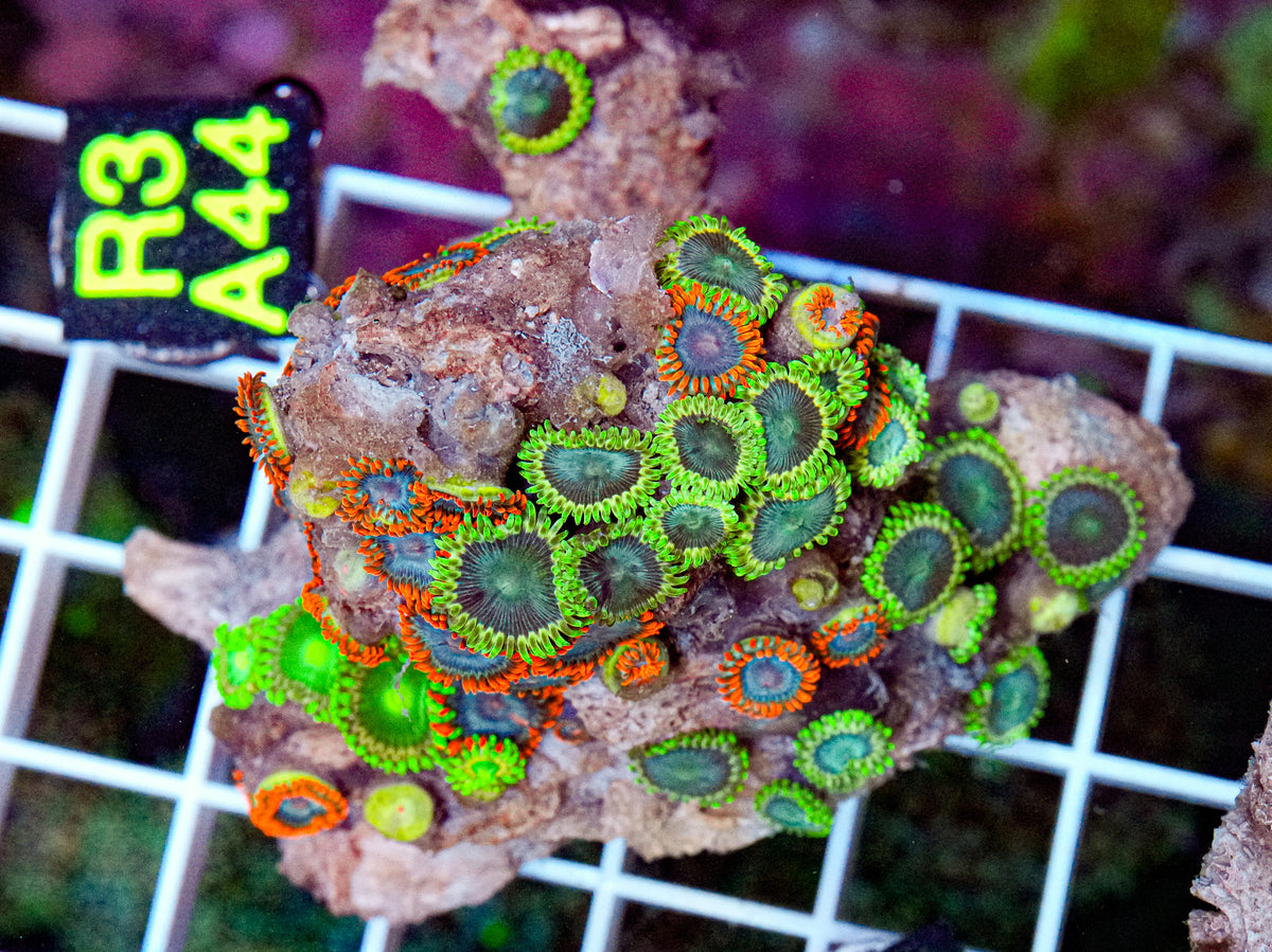 Zoa Mix Rock “WYSIWYG”