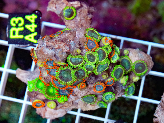 Zoa Mix Rock “WYSIWYG”