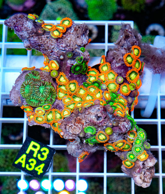 Zoa Mix Rock “WYSIWYG”
