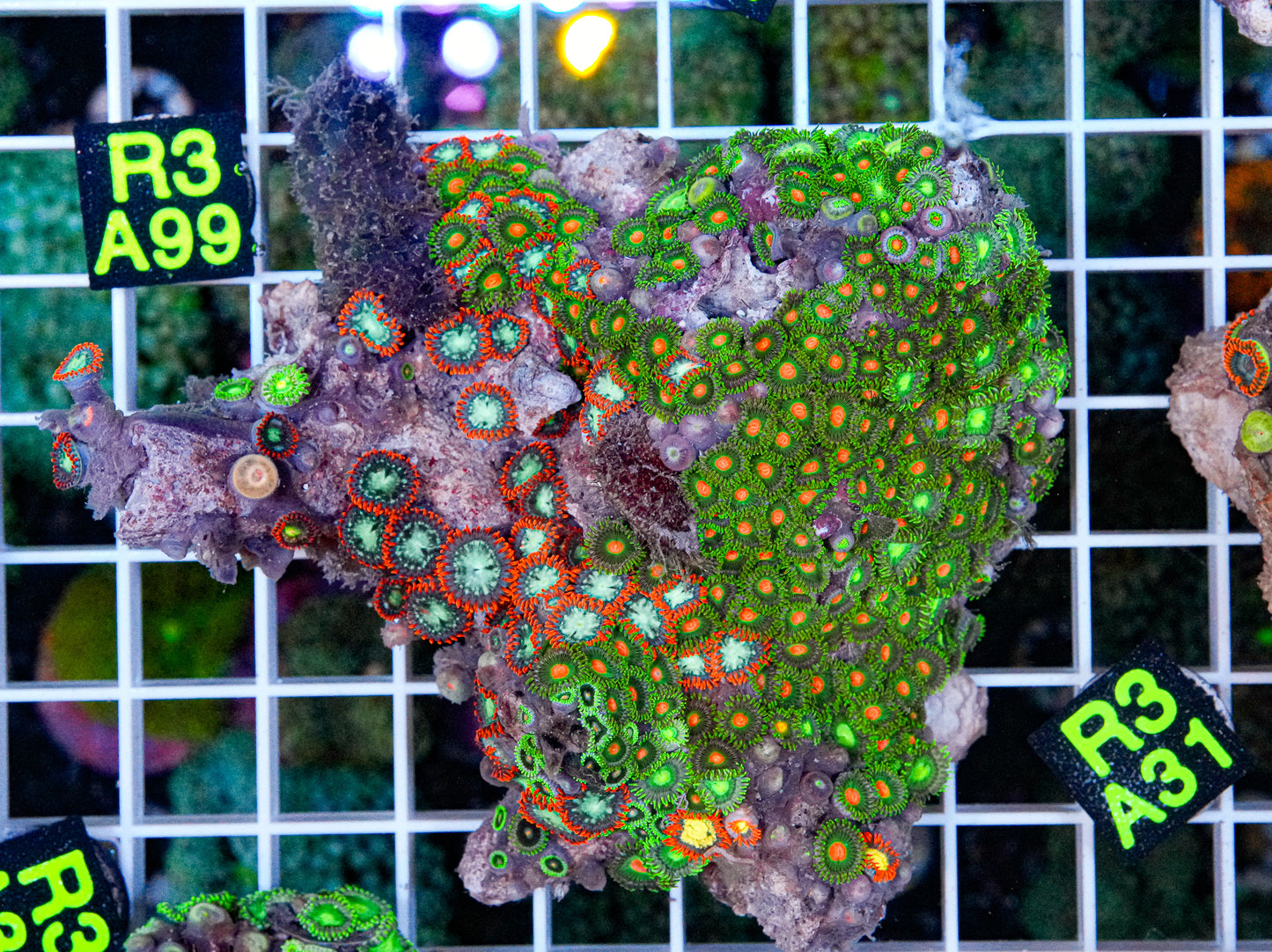 Zoa Mix Rock “WYSIWYG” Insane Color's!
