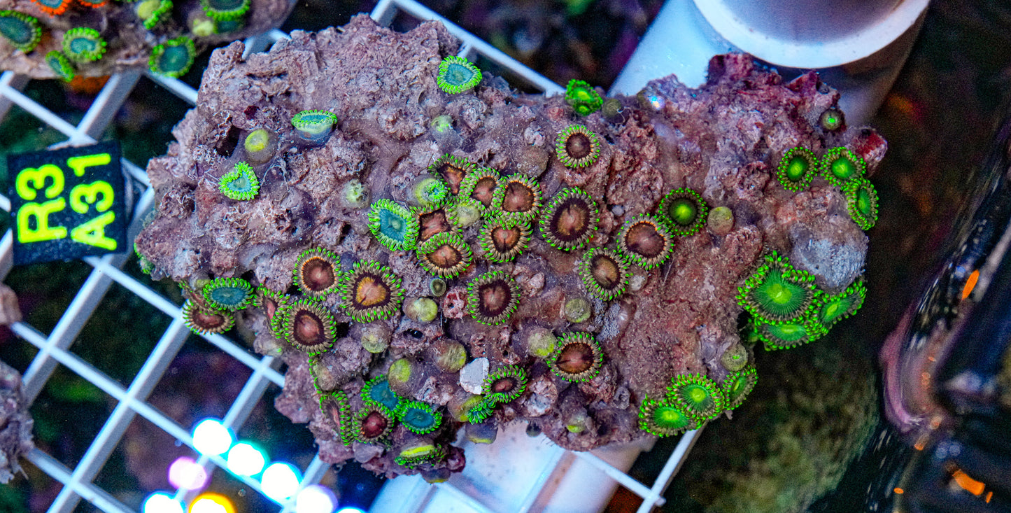 Zoa Mix Rock “WYSIWYG”
