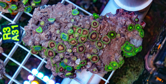 Zoa Mix Rock “WYSIWYG”