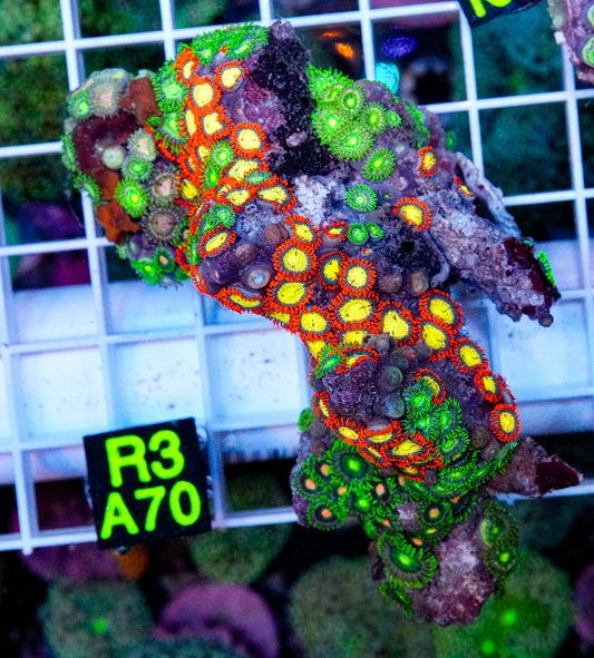 Ultra Zoa Mix Rock “WYSIWYG”
