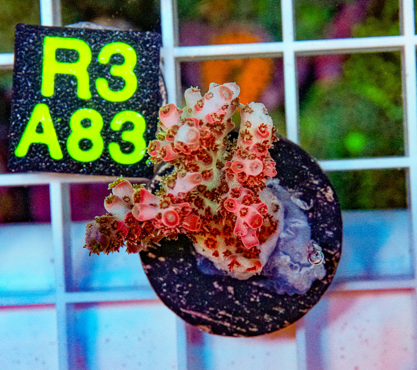 Superman Tabling Acropora “WYSIWYG”
