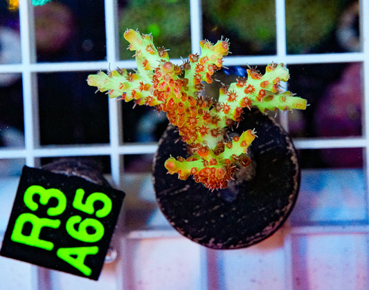 Strawberry Shortcake Acropora “WYSIWYG”