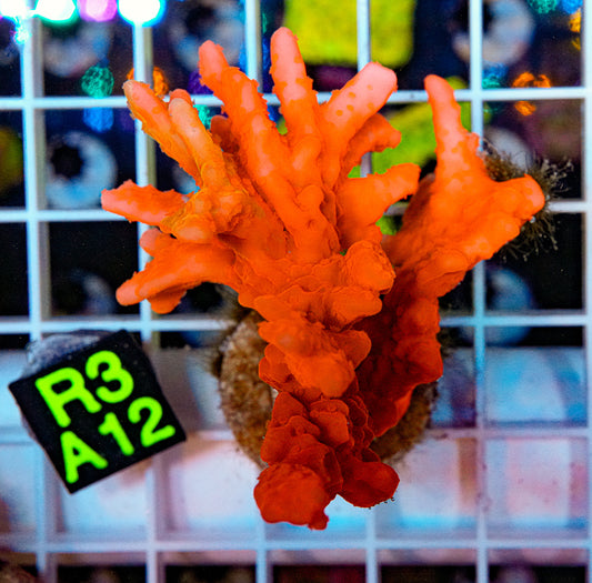 Montipora Setosa “WYSIWYG”