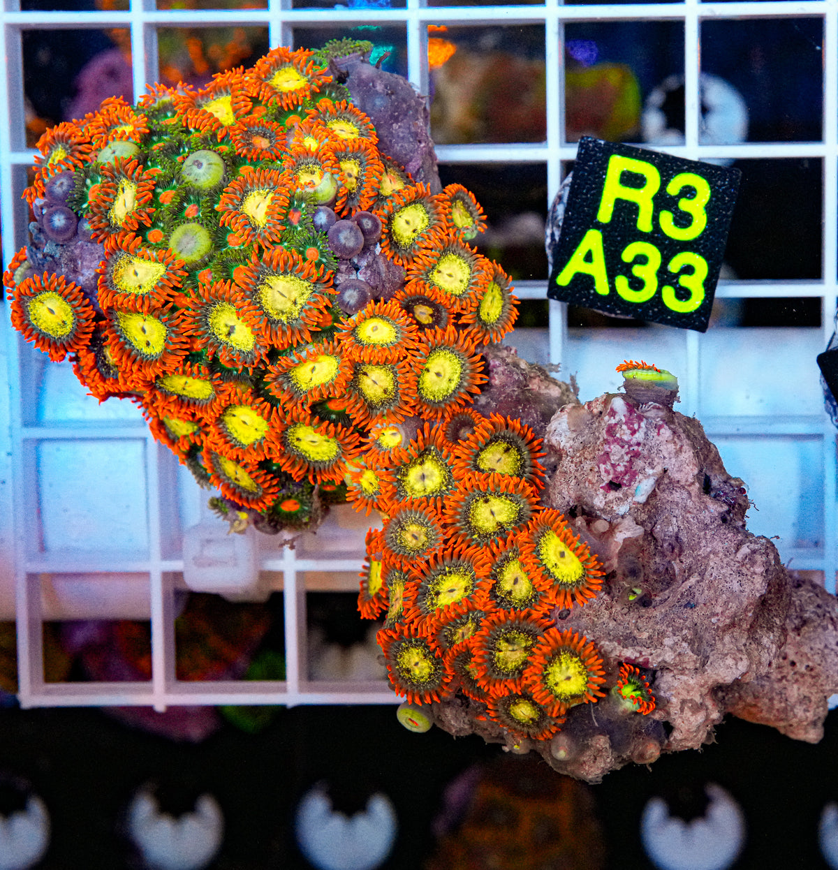 Ultra Zoa Mix Rock “WYSIWYG”