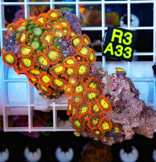 Ultra Zoa Mix Rock “WYSIWYG”