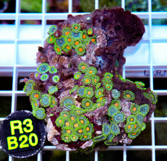 Zoa Mix Rock “WYSIWYG”