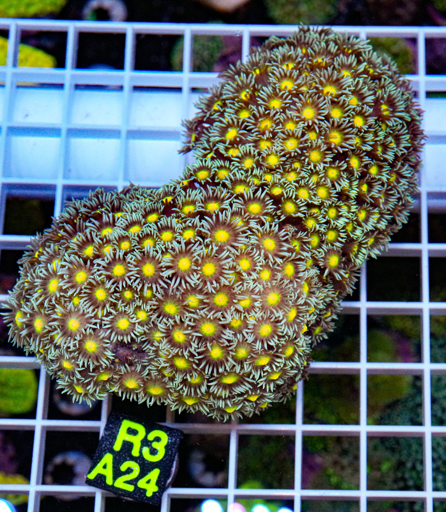 Ultra Yellow Heart Goniopora “WYSIWYG” Colony Size