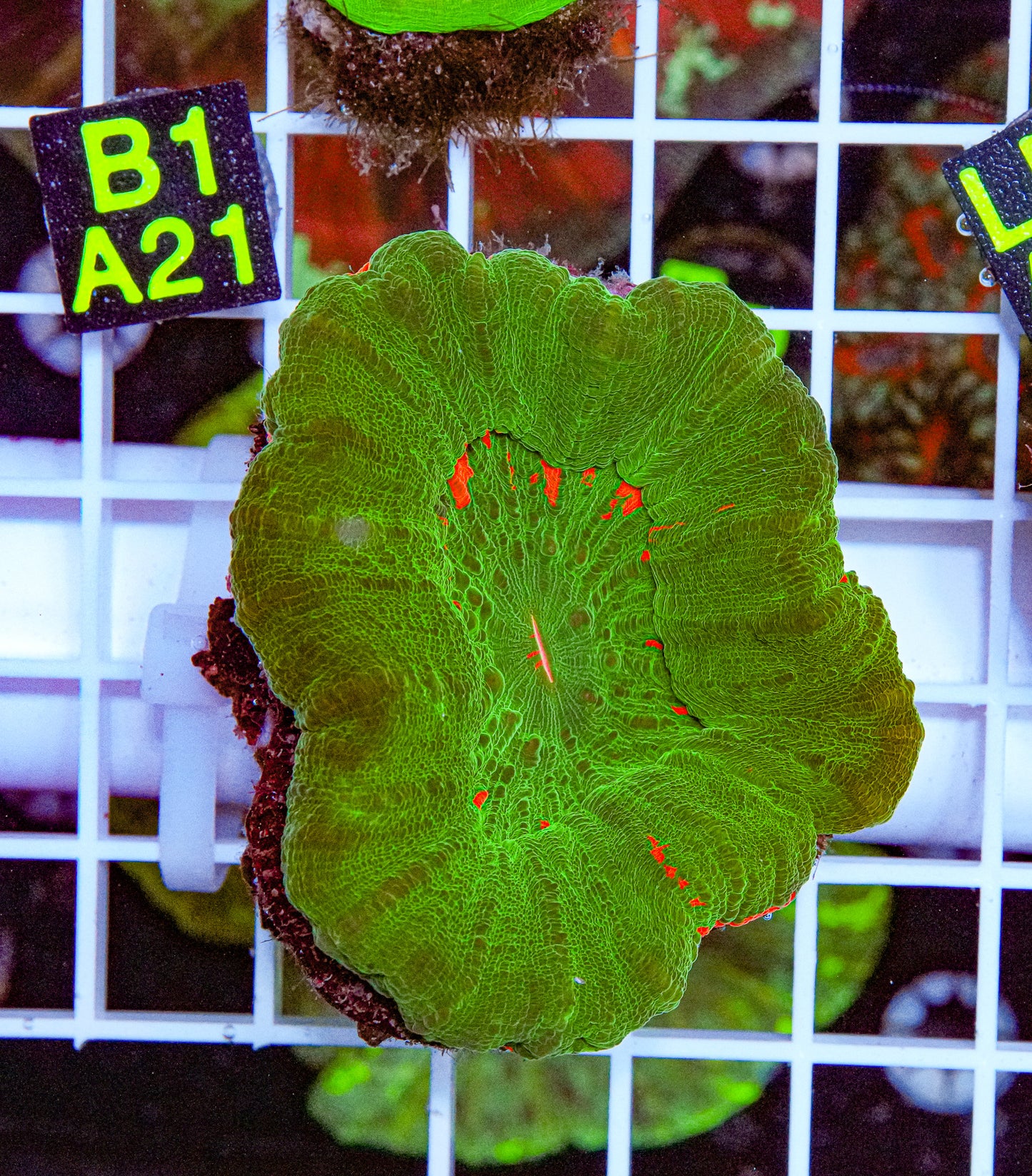 Bleeding Apple Scolymia “WYSIWYG”