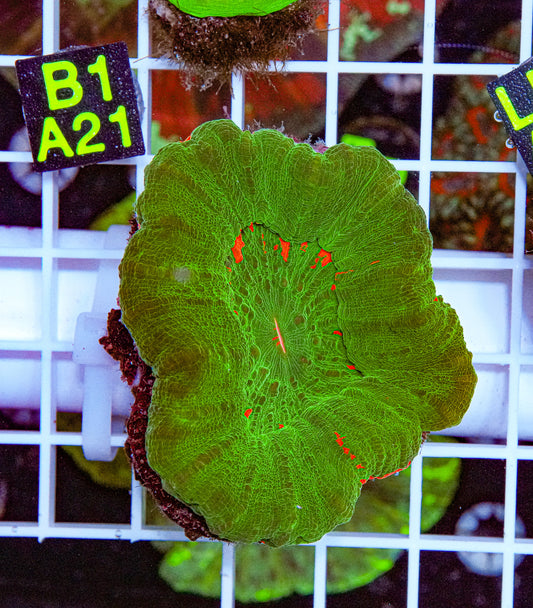 Bleeding Apple Scolymia “WYSIWYG”