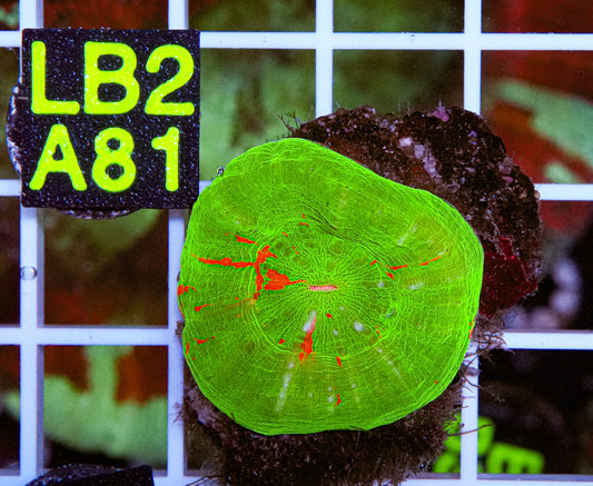 Bleeding Apple Scolymia “WYSIWYG”