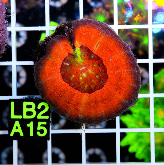 Orange Halo Scolymia “WYSIWYG”