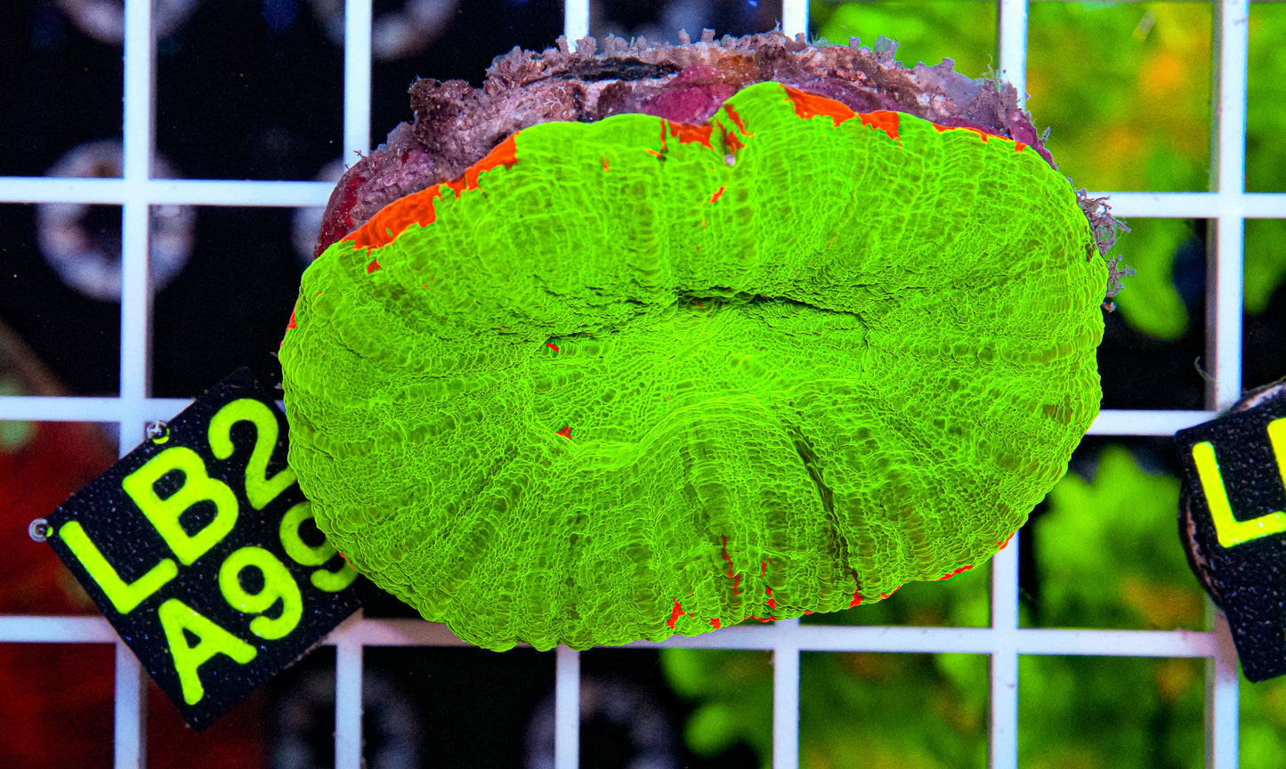 Reverse Bleeding Apple Scolymia “WYSIWYG”