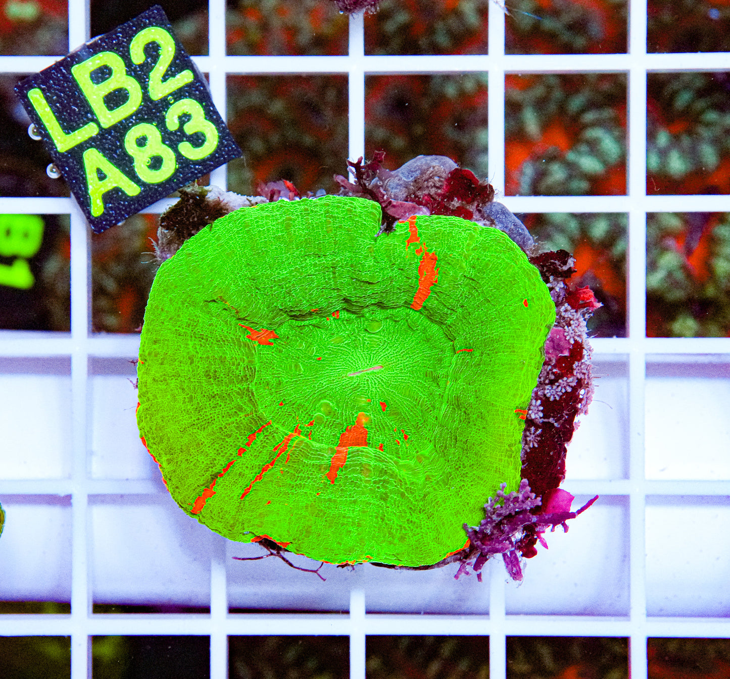 Reverse Bleeding Apple Scolymia “WYSIWYG”