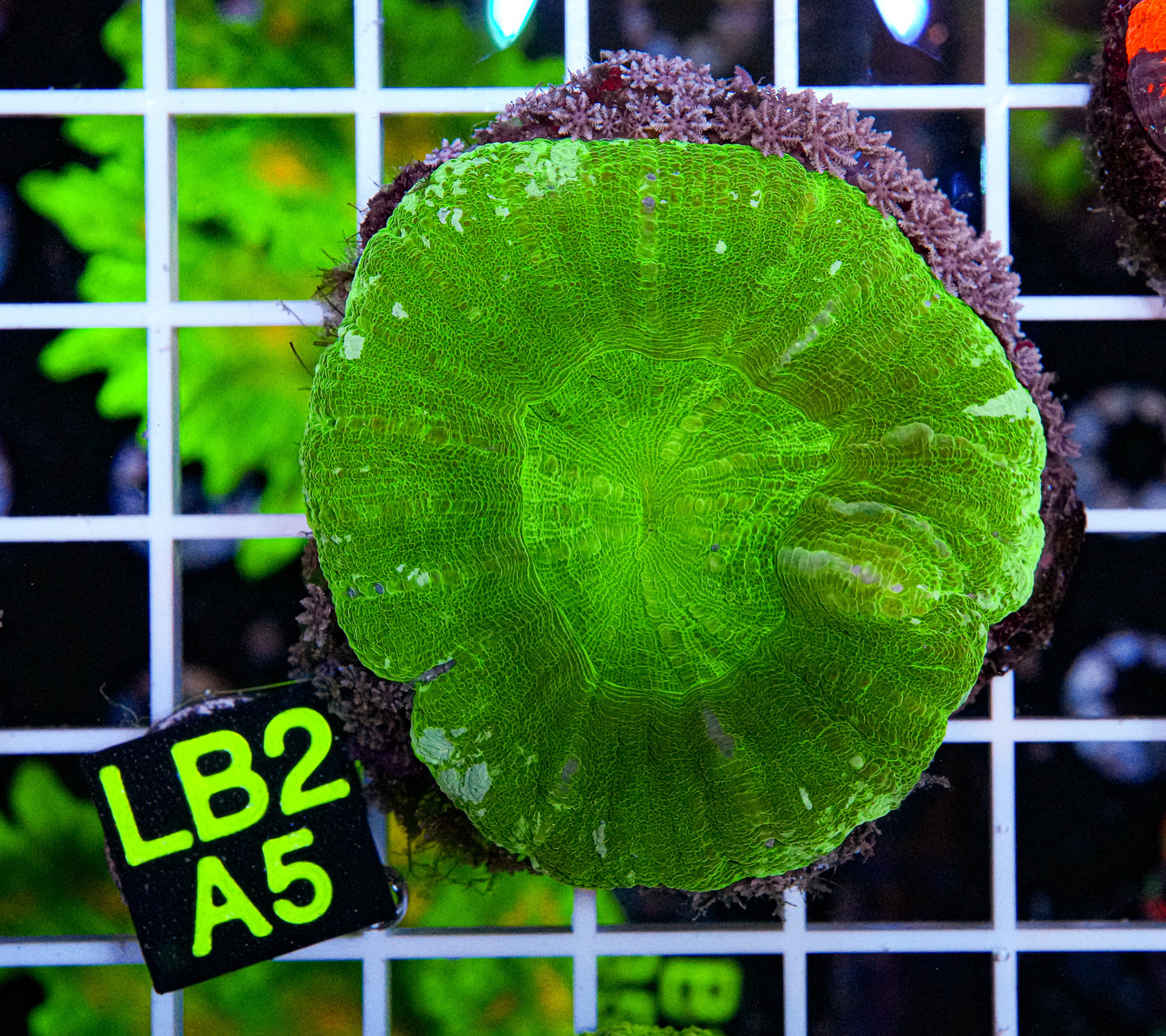 Green Apple Scolymia “WYSIWYG”