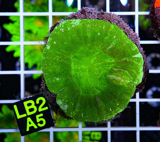 Green Apple Scolymia “WYSIWYG”