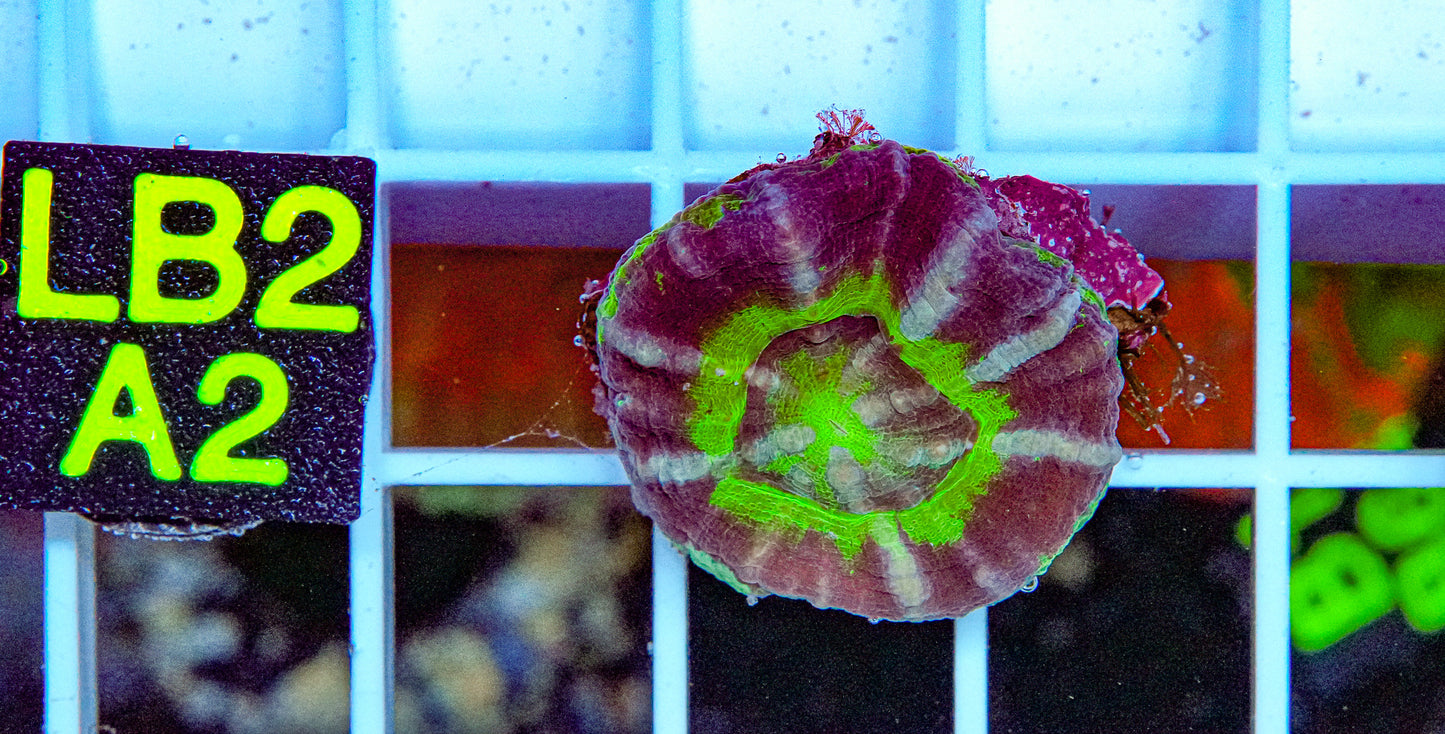 Vibrant Purple/Green Scolymia “WYSIWYG”