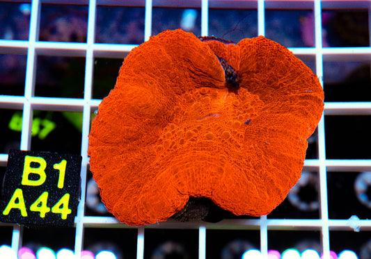 Orange Scolymia “WYSIWYG”