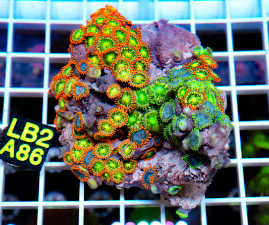 Zoa Mix Rock “WYSIWYG”