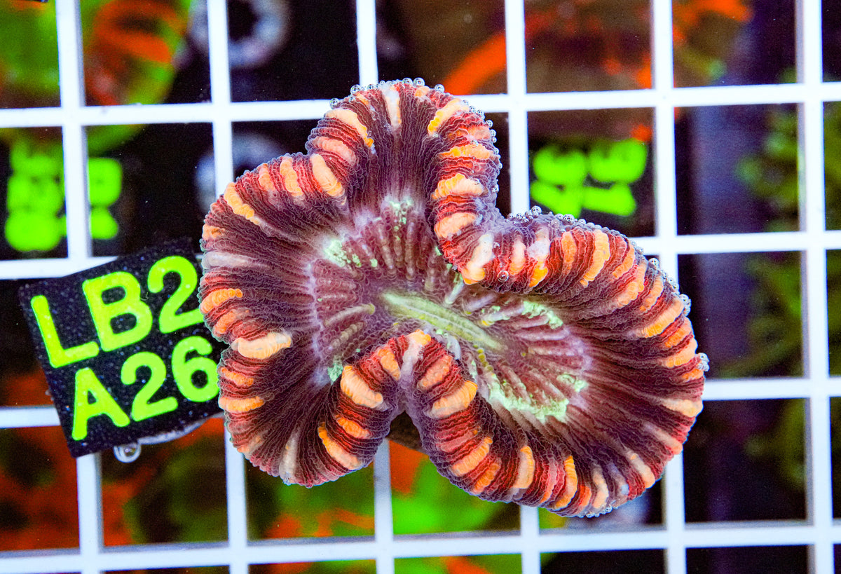 Ultra Rainbow Trachyphyllia “WYSIWYG”