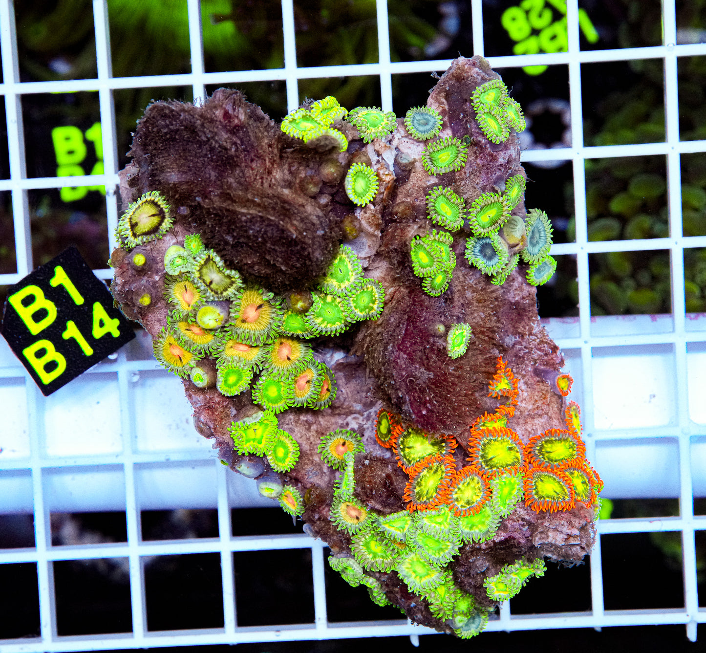 Zoa Mix Rock “WYSIWYG”