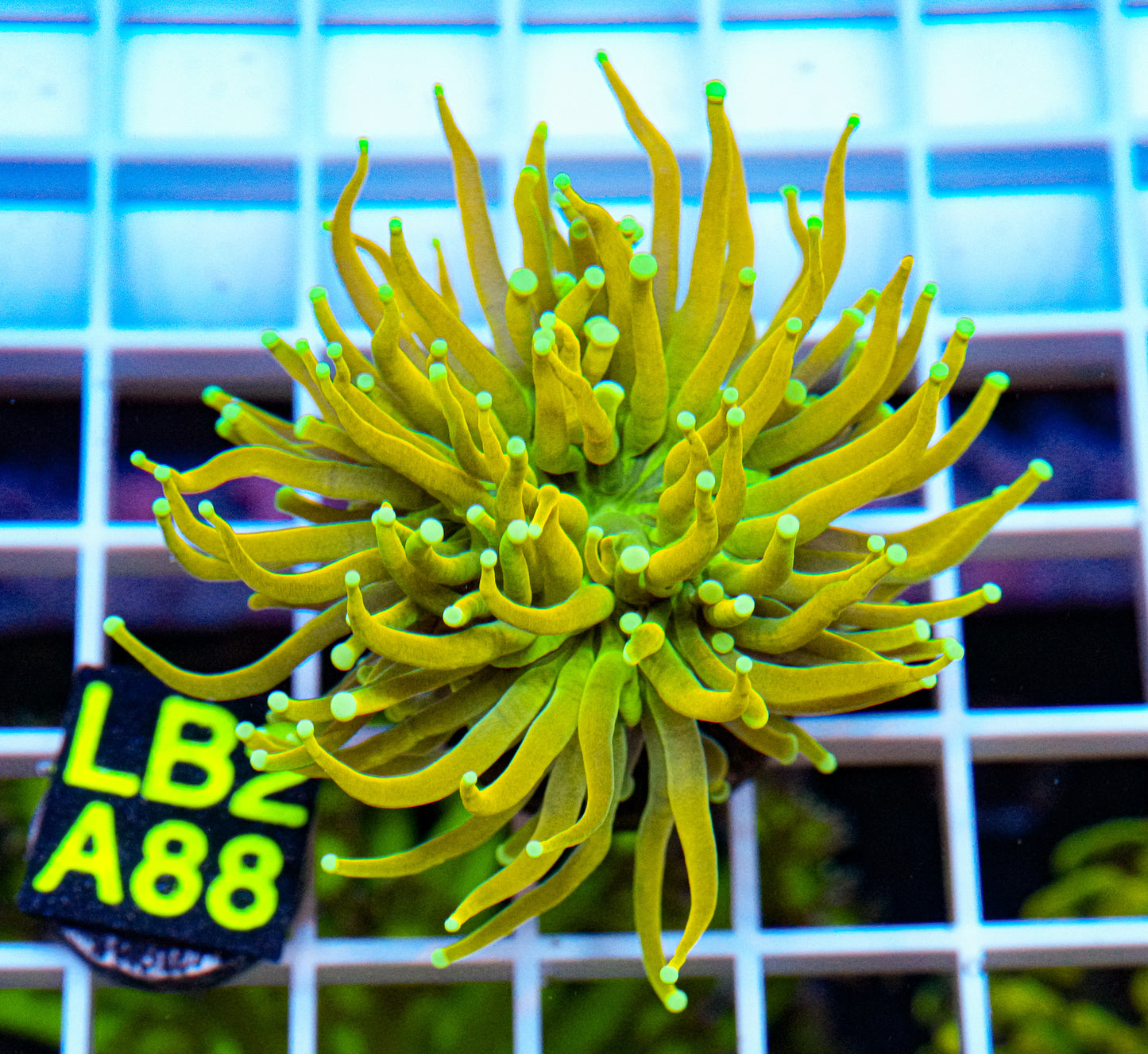 Ultra Gold Torch “WYSIWYG” A Must See In Person! Local Tank Grown!