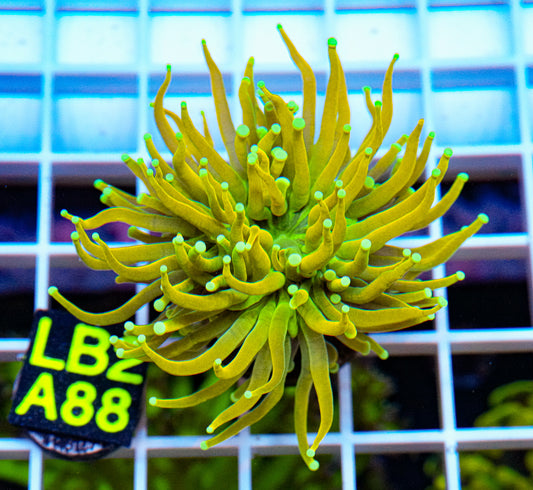 Ultra Gold Torch “WYSIWYG” A Must See In Person! Local Tank Grown!