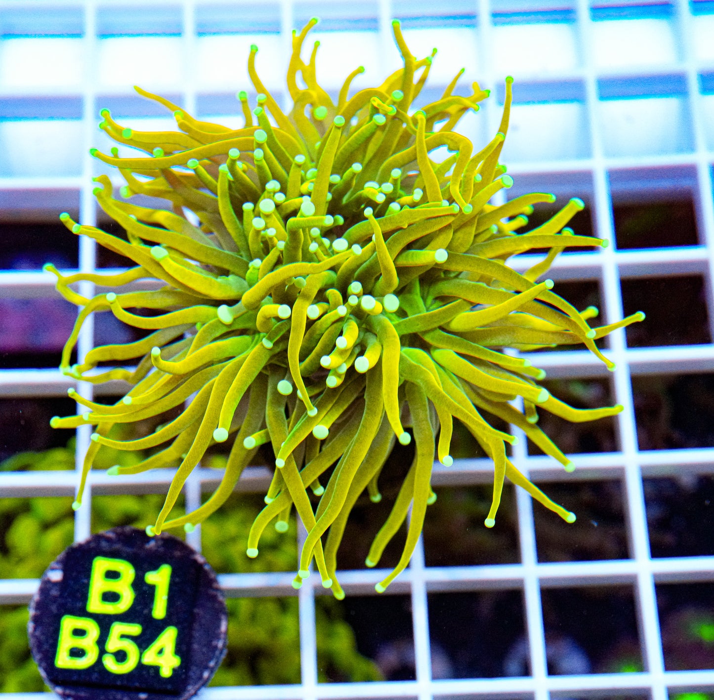 Ultra Gold Torch “WYSIWYG” A Must See In Person! Local Tank Grown!