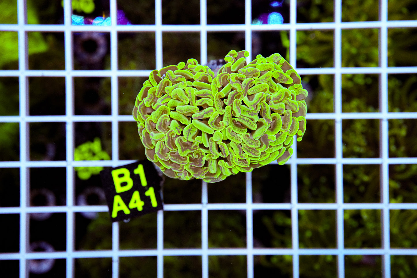 Ultra Splatter Branching Hammer “WYSIWYG” Local Tank Grown!
