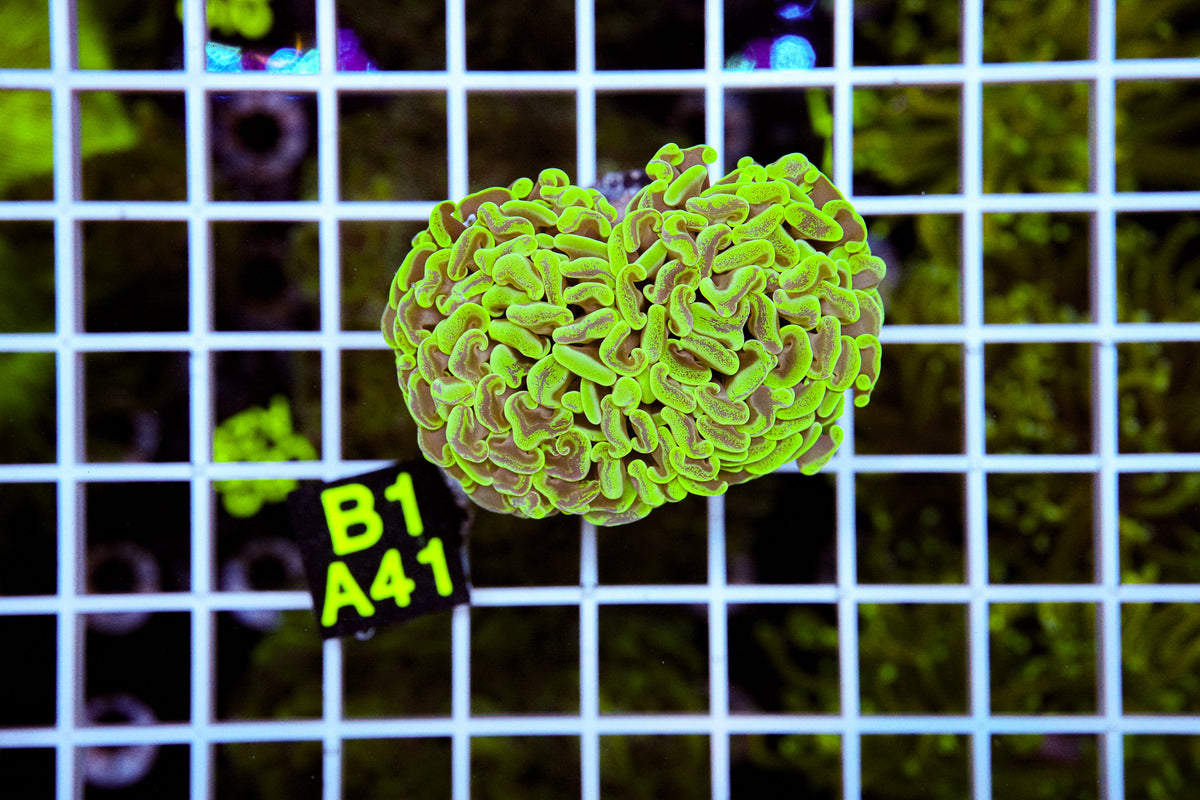 Ultra Splatter Branching Hammer “WYSIWYG” Local Tank Grown!