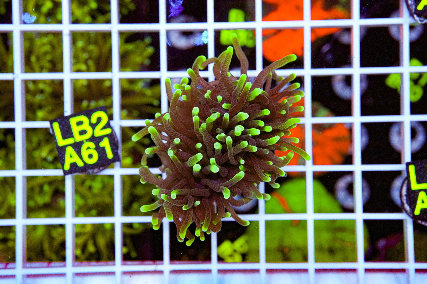 Black Light Torch “WYSIWYG”