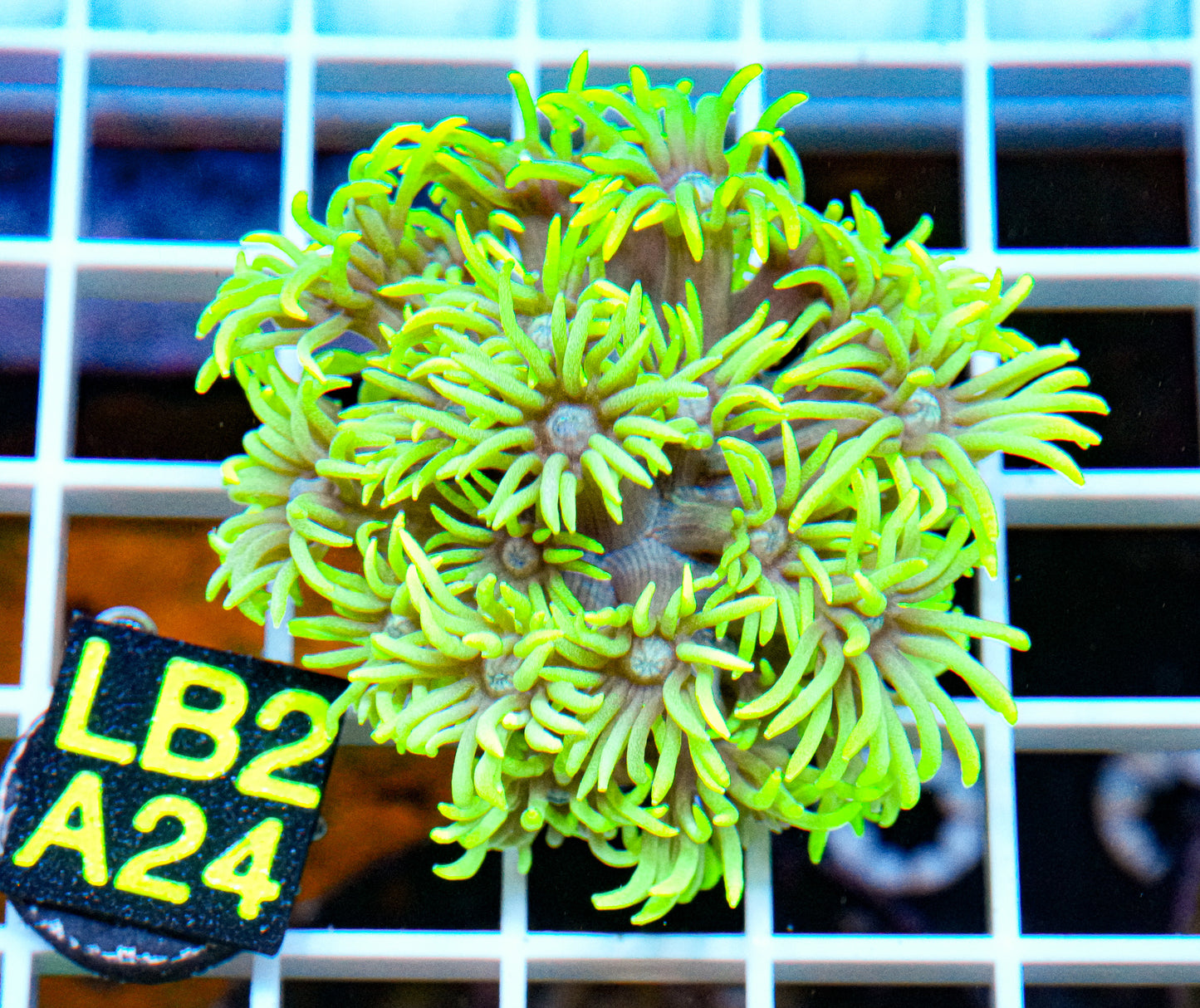 Ultra Green Goniopora “WYSIWYG”