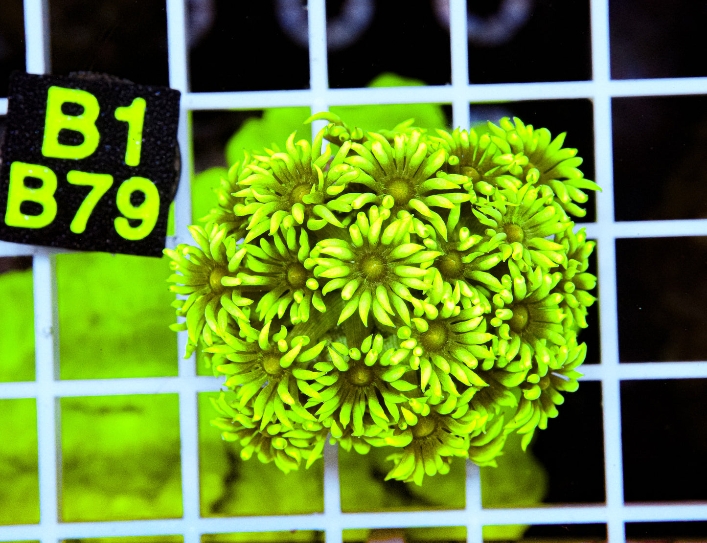 Ultra Green Goniopora “WYSIWYG”